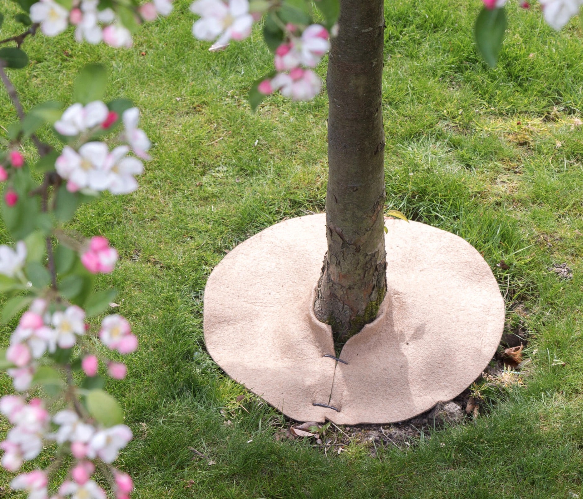 Bilan de cette protection miracle : des arrosages espacés, zéro désherbage et des pousses parfaitement vigoureuses