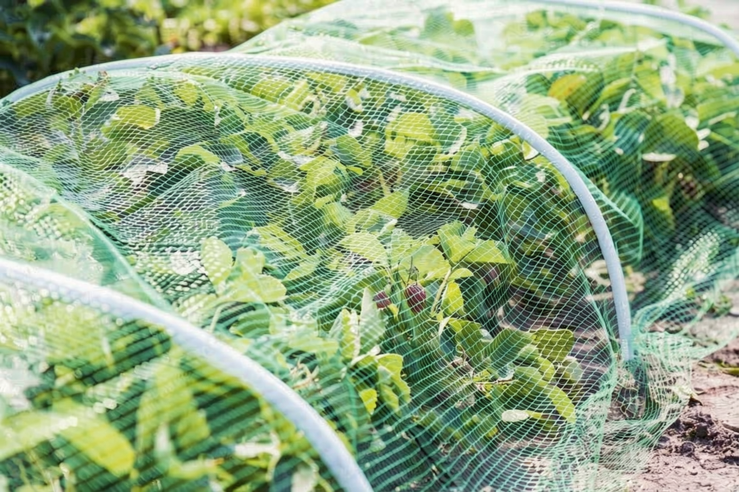 Ces Insectes Devoraient Mes Plants Chaque Ete Cette Moustiquaire Gifi A 350 E Les A Fait Disparaitre Featured