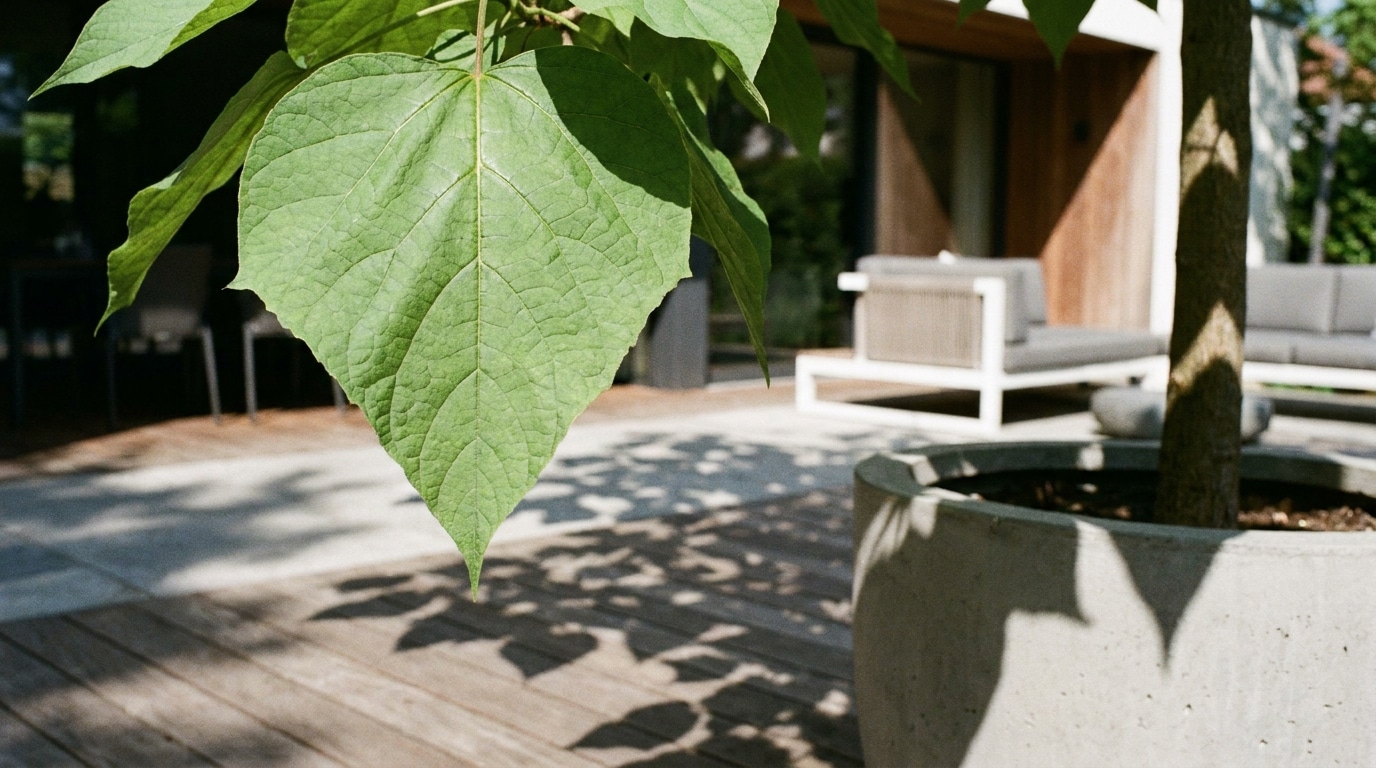 Cet Arbre Plante En Juin Suffit A Offrir Une Ombre Fraiche Sur La Terrasse Des Le Premier Ete Featured