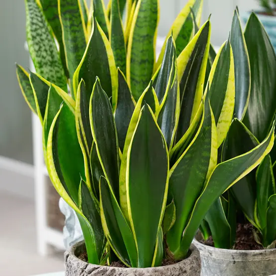 La spectaculaire Sansevieria Golden Flame s'arrache à prix réduit chez Gamm Vert
