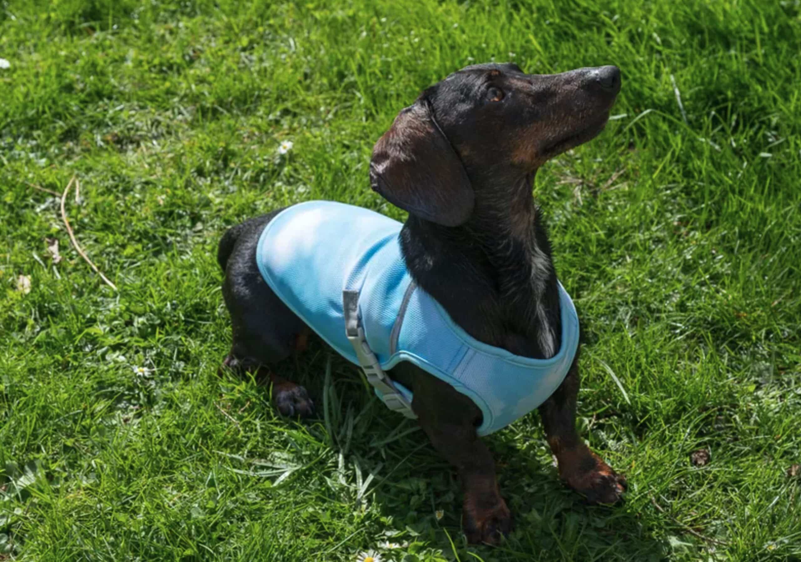 Jai Promene Mon Chien En Plein Cagnard Pendant Des Etes Un Veterinaire Ma Montre Laccessoire A 23 E Que Je Navais Jamais Pense A Utiliser Featured