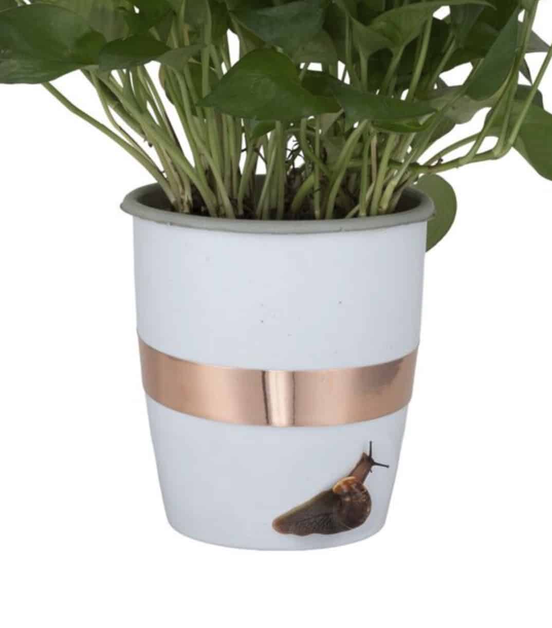 Le pouvoir répulsif insoupçonné d'une simple bande de cuivre collée sur vos pots