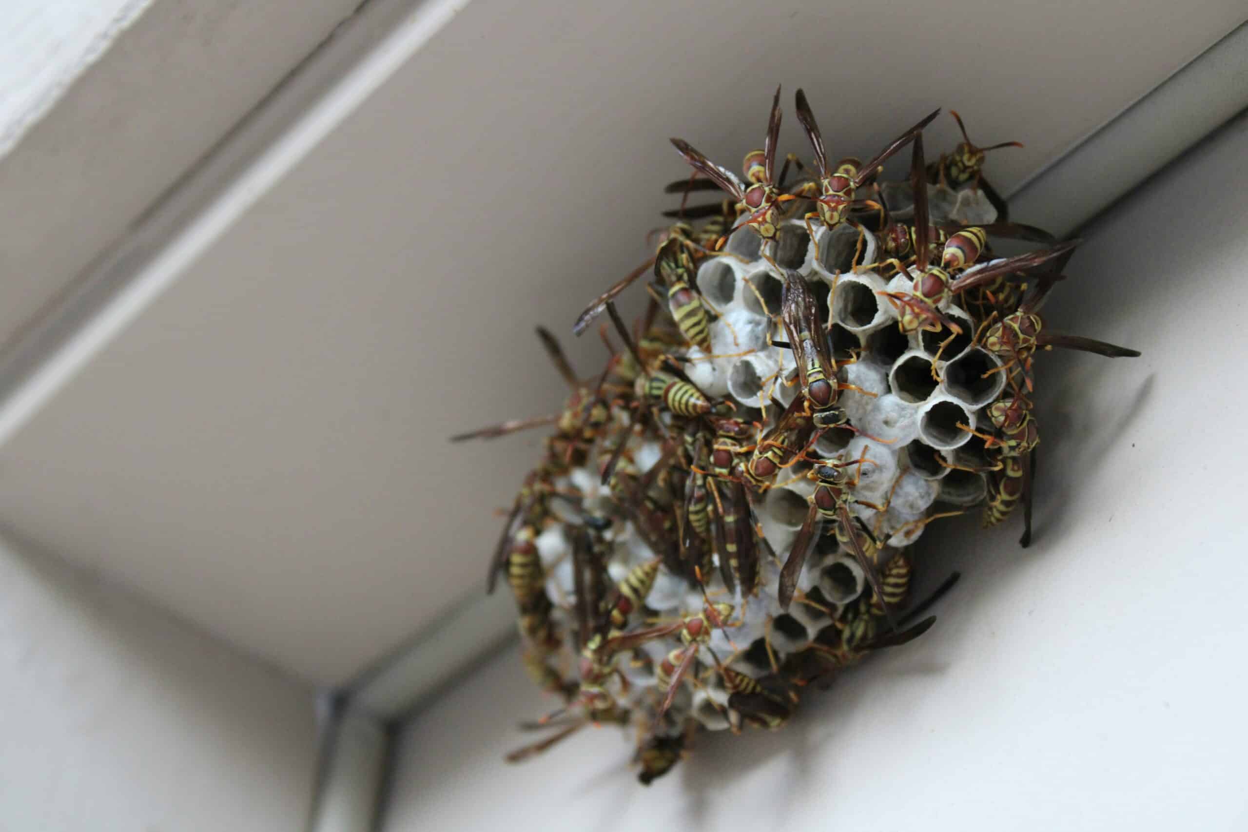 Bee Safe Gkknyqzyk98 Unsplash