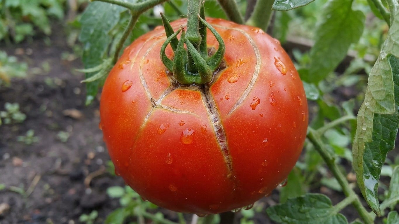 « Ce n'est pas la chaleur qui les fait éclater » : pourquoi vos tomates se fendent toujours juste après l'arrosage