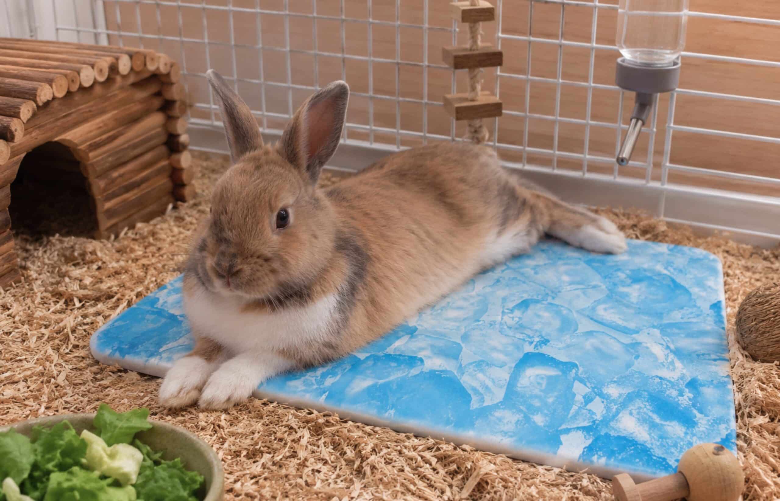 Fini Les Rongeurs Qui Souffrent Des Quil Fait Chaud Ce Plateau Solde A 285 E Chez Animalis Les Rafraichit Sans Effort Featured