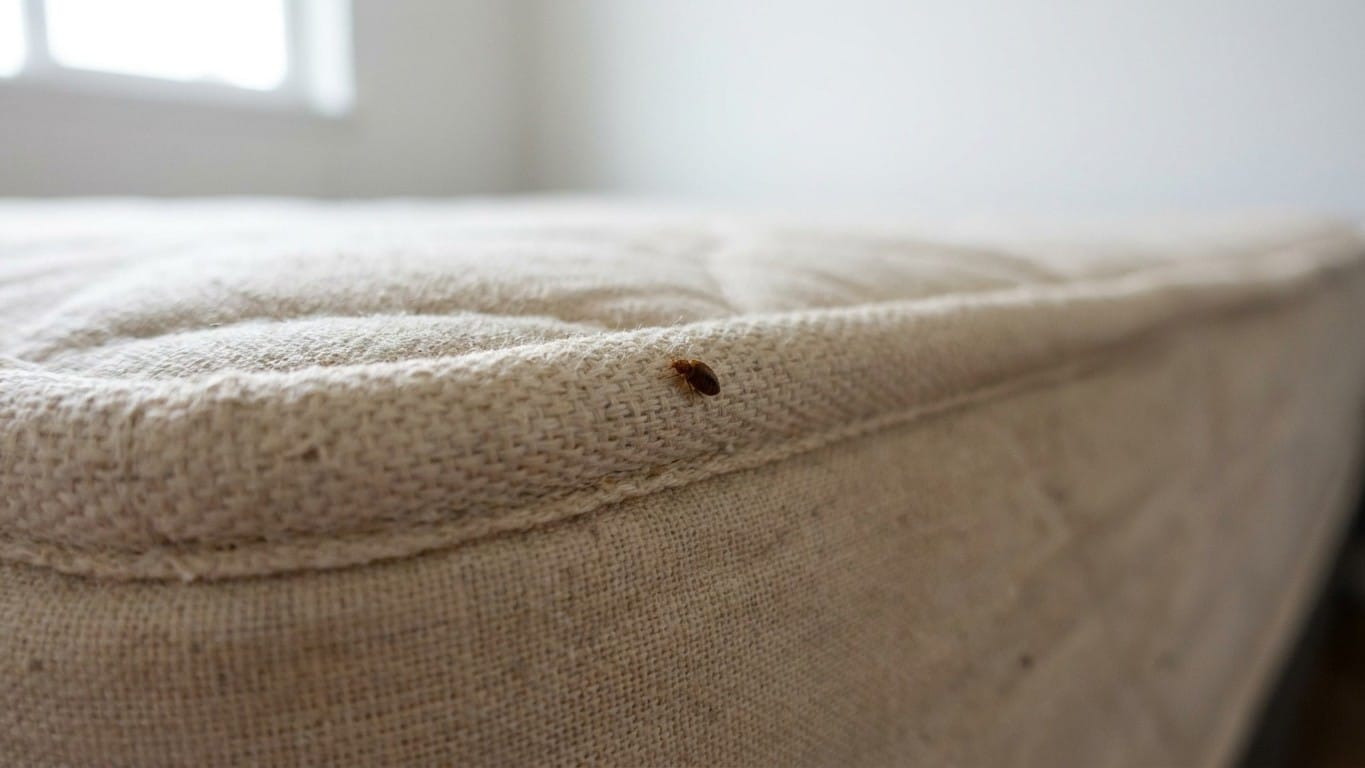 J’ai déclenché un fogger dans ma chambre pour en finir avec les punaises de lit : quand mes voisins de palier ont commencé...