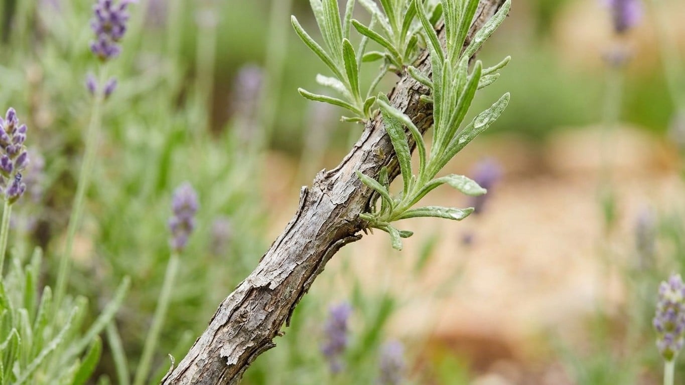 Je rabattais ma lavande comme mes autres arbustes : un jardinier m'a montré que je coupais exactement là où il ne fallait ...
