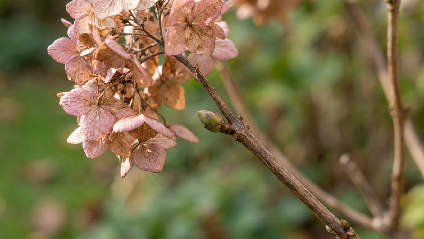 Les anciens ne taillaient jamais leurs hortensias en plein mois d'août : ils savaient ce qui se formait déjà sous les fleu...