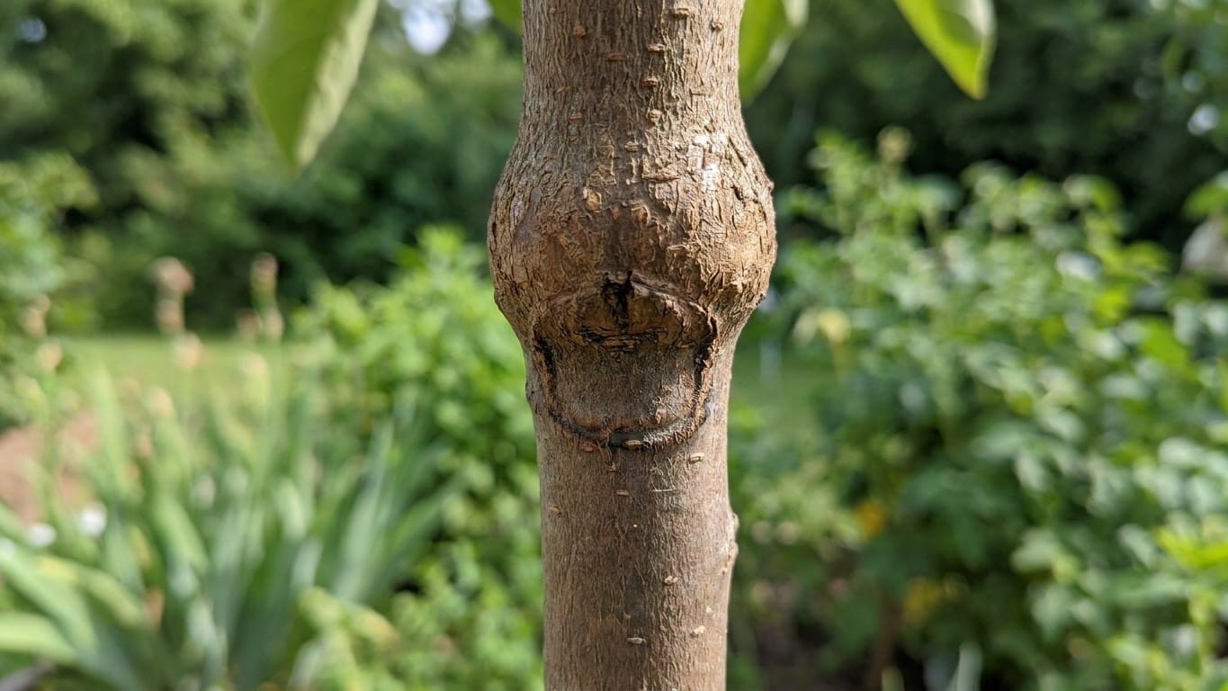 Votre jeune arbre a un bourrelet gonflé juste au-dessus de son lien et vous trouvez ça normal : les pépiniéristes y lisent...