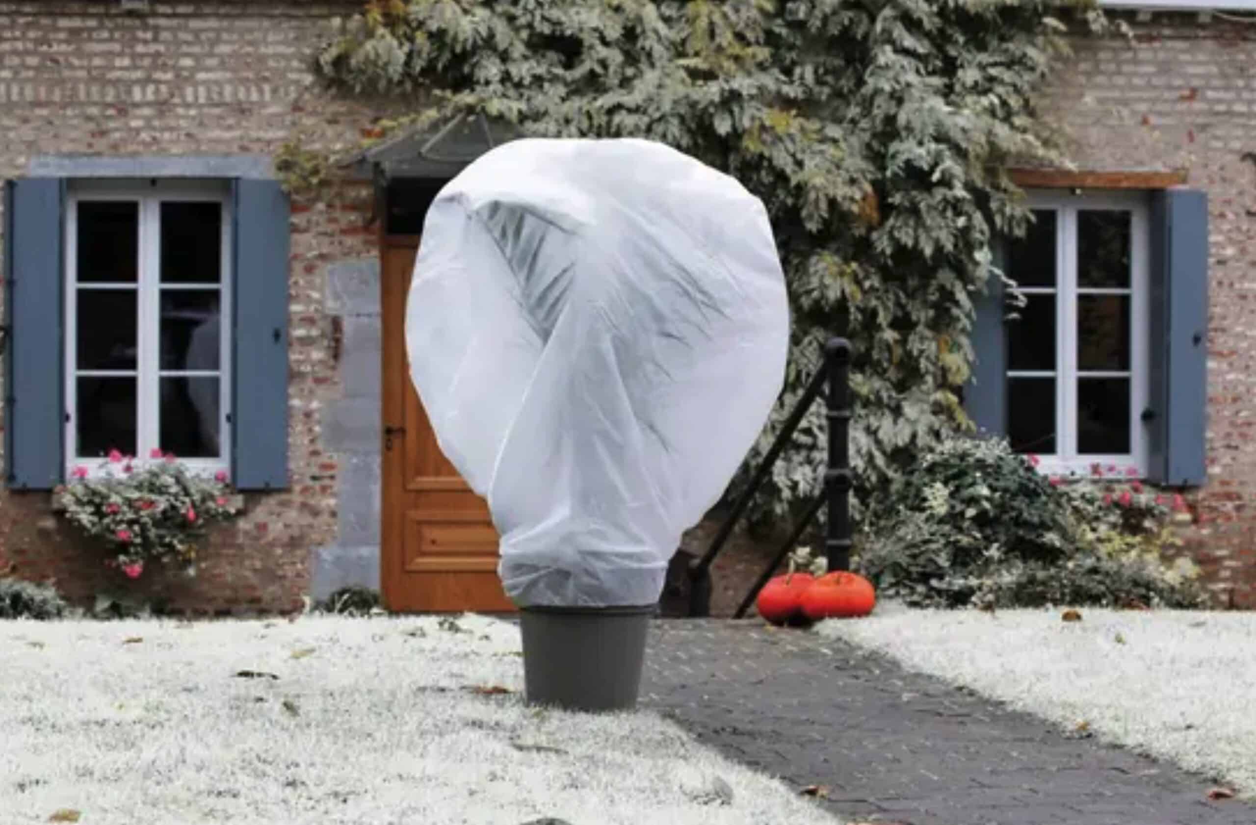 Mon citronnier a payé cher les nuits trop froides de l'hiver dernier
