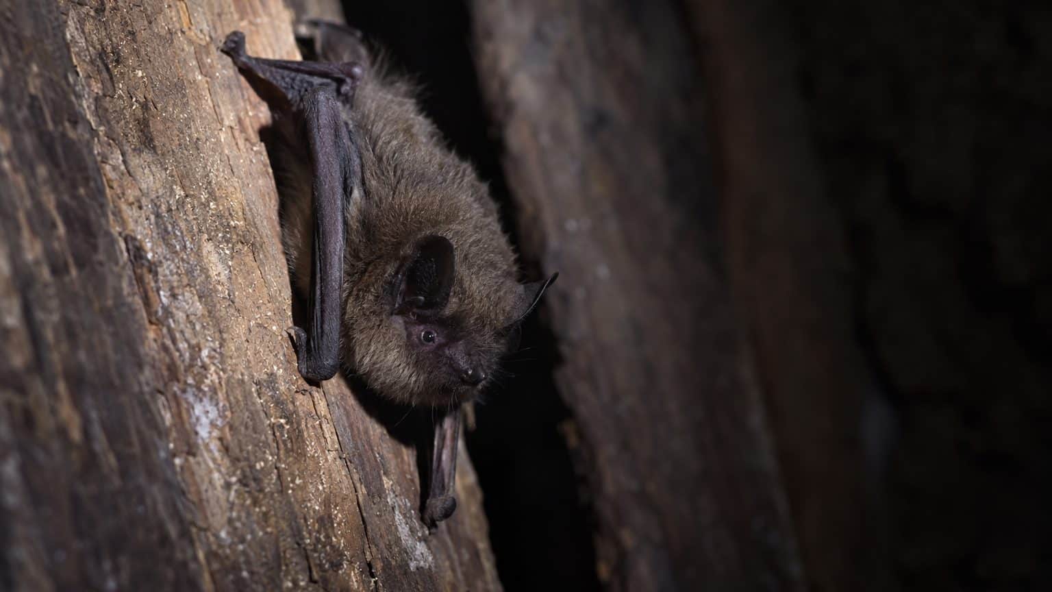 Avant de fermer vos volets battants pour l'hiver, regardez derrière à la lampe : ce qui y dort depuis la fin de l'été est ...