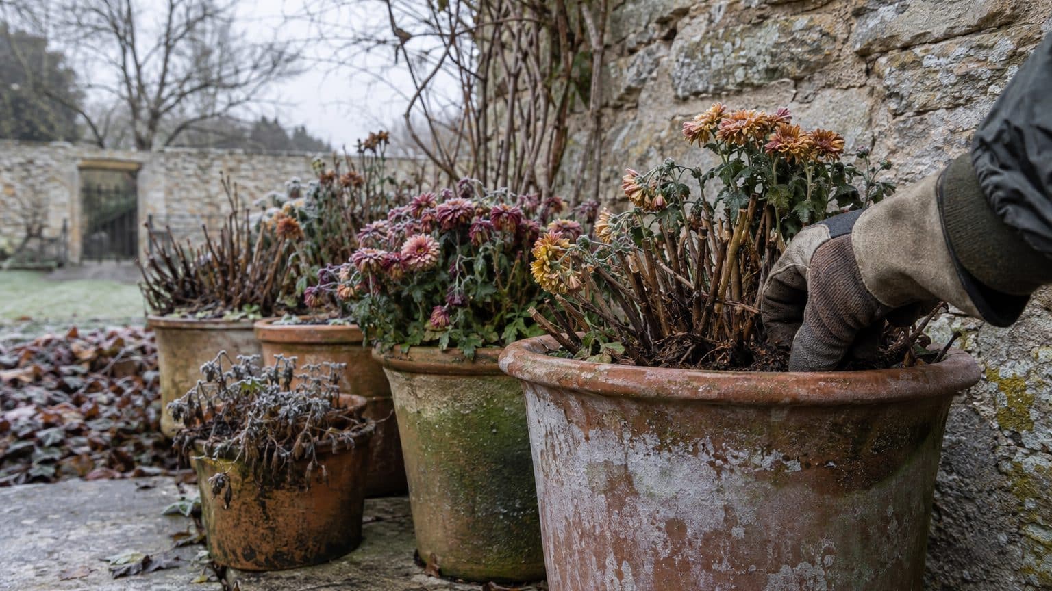 Mon voisin garde les chrysanthèmes de la Toussaint dans sa cour tout l'hiver, et ce n'est pas par oubli