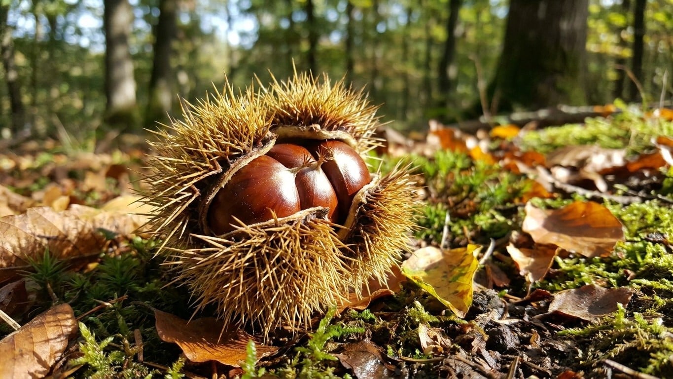 On s'obstine tous à trier les châtaignes une fois rentrés à la maison, alors que ce coup d'œil au pied de l'arbre écarte d...