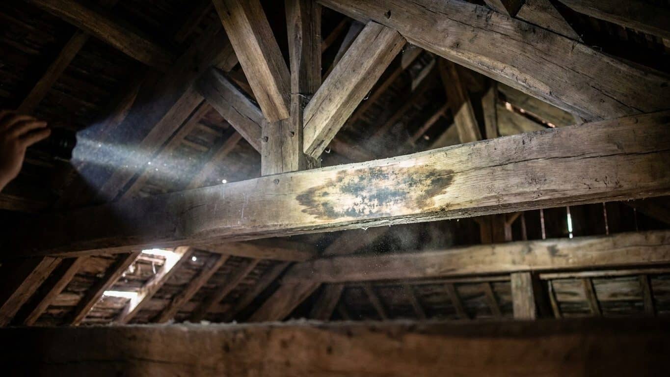 Sous les tuiles du grenier, s'étend depuis des années une trace sombre que personne n'est jamais monté voir