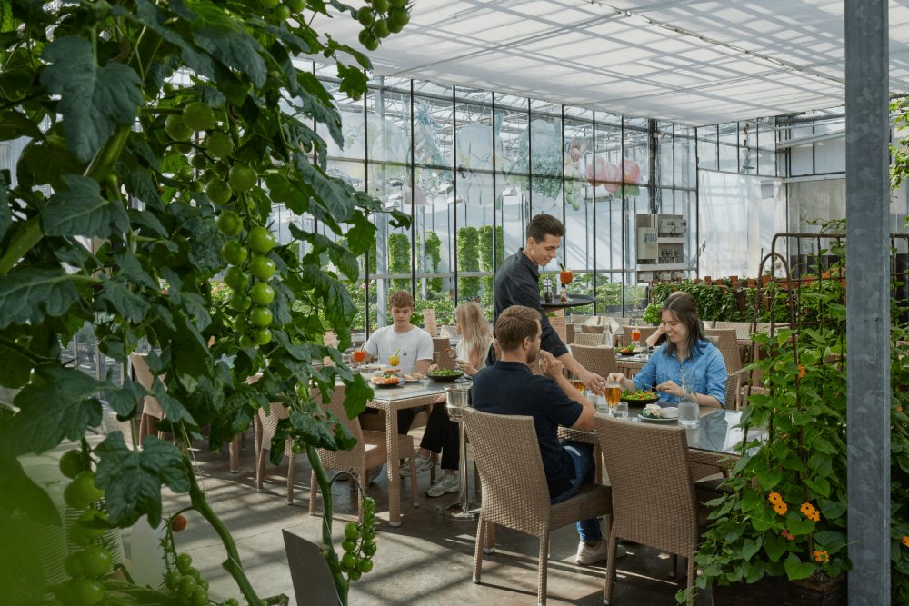 Les serres de tomates de Friðheimar, Reykholt - Image officielle