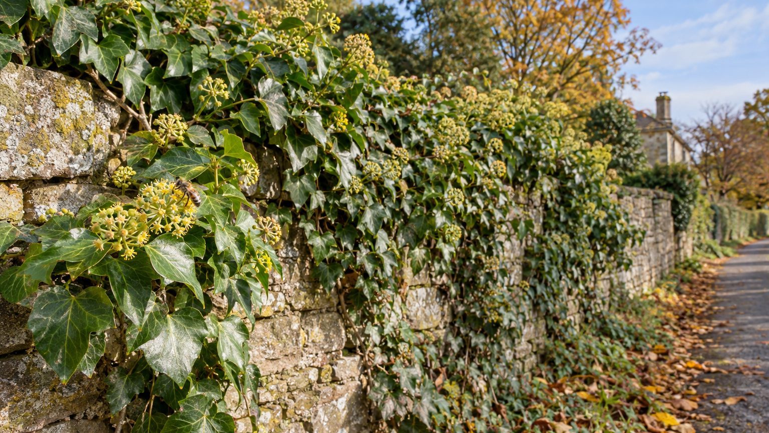 « J'allais arracher le lierre du vieux mur pendant le grand nettoyage d'automne » : ses petites fleurs d'octobre couvertes...