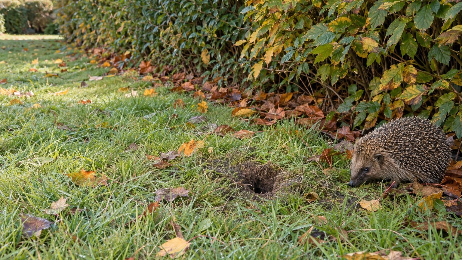 « Je pensais que c'était une taupe » : pourquoi ces petits trous en entonnoir qui criblent la pelouse en octobre ne doiven...